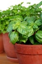 Basil - Ocimum Basilicum Royalty Free Stock Photo