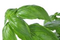 Basil, Ocimum basilicum