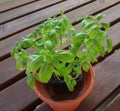 Basil Basilicum plant