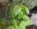 Basil Basilicum plant