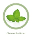 Basil Ocimum Basilicum Culinary Herb Logo Royalty Free Stock Photo