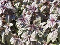 Basil. Ocimum basilicum. Fragrant herbs, spices, herb garden. Aromatic herbs. Spices in the natural environment. Italian Royalty Free Stock Photo