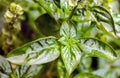 Basil Ocimum basilicum, L., 1753 is an annual herbaceous plant, belonging to the Lamiaceae family, normally grown as an aromatic