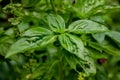 Basil Ocimum basilicum, L., 1753 is an annual herbaceous plant, belonging to the Lamiaceae family, normally grown as an aromatic