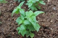 Basil, Ocimum basilicum