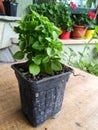 Basil (Ocimum basilicum) Royalty Free Stock Photo