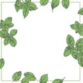 Basil. Ocimum basilicum. Vector background