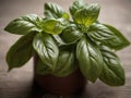 Basil (Ocimum basilicum)