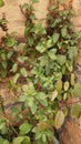 Basil Plant, Tulsi ka poudha Royalty Free Stock Photo