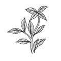 Basil ocimum spice sketch engraving vector