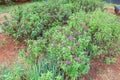 Basil and onion plants in the farm Royalty Free Stock Photo