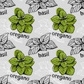 Basil and oregano pattern Royalty Free Stock Photo