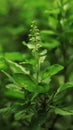 Basil panicles with green leaves