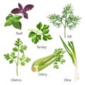 Basil, parsley and dill, fresh cilantro, stem of chive, celery Royalty Free Stock Photo