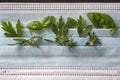 basil, parsley and savory leaves tucked inside a surgical mask folds