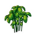 basil pesto plant sketch hand drawn vector Royalty Free Stock Photo