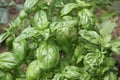 Basil plant.