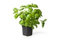 Basil Plant Royalty Free Stock Photo