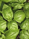 Basil plant Royalty Free Stock Photo