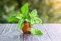 Basil plant in the basket on the wooden table Royalty Free Stock Photo