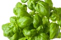 Basil plant closeup Royalty Free Stock Photo