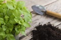 Basil plant with compost and trowel Royalty Free Stock Photo