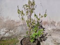 The basil plant dries up and is almost dead