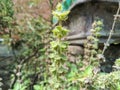 Basil plant flowers have green leaves and soft feathers