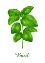 Basil plant, food green grasses herbs and plants collection