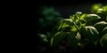 Basil plant with green leaves on dark background. Fresh herbs for cooking, used in cuisines worldwide. Ocimum basilicum. Health