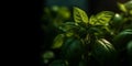 Basil plant with green leaves on dark background. Fresh herbs for cooking, used in cuisines worldwide. Ocimum basilicum. Health