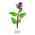 Basil plant icon, cartoon style