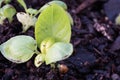 Basil Plant just sprouting in wet soil Royalty Free Stock Photo