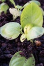 Basil Plant just sprouting in wet soil Royalty Free Stock Photo