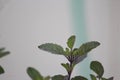 Basil plant leaves in close up. Holy plant used to worship and in ayurvedic treatment as well
