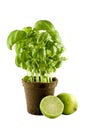 Basil plant & lime isolated on white