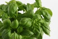 Basil plant (Ocimum basilicum) Royalty Free Stock Photo