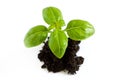 Basil plant on pile of soil Royalty Free Stock Photo