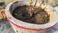 Basil Plant Pot. Closeup Shot. Royalty Free Stock Photo