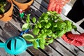 Basil plant in the pot with gardening tools