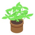 Basil plant pot icon isometric vector. Fresh herb Royalty Free Stock Photo