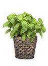 Basil Plant in Pot