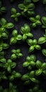 Lively Basil Plants On Black Wall: Macro Photography With Sustainable Design