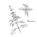 Basil plant sketch. Branches of cuisine medicinal basil plant. Hand drawn monochrome ink