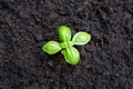 Basil Plant in Soil. Top view Royalty Free Stock Photo