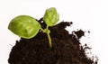 Basil Plant in Soil 2