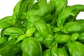 Basil plant in vase Royalty Free Stock Photo