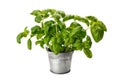 Basil plant in vase tin isolated Royalty Free Stock Photo