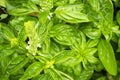 Basil plant with white flowers green background. Blooming herb Royalty Free Stock Photo