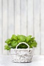 Basil plant in wicker basket on wooden table Royalty Free Stock Photo